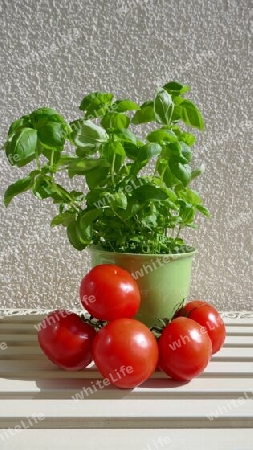 Basilikum und Tomaten