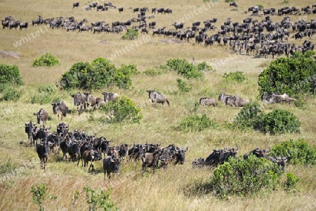 Herde Wei?bartgnus, Gnu, Gnus (Connochaetes taurinus) auf der Wanderung, great Migration,  durch die Masai Mara, Kenia, Afrika