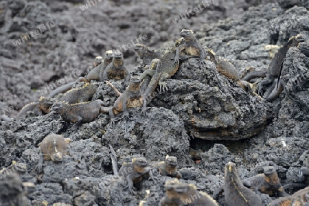 Meerechse (Amblyrhynchus cristatus), Unterart der Insel Isabela, Puerto Villamil,  Galapagos , Unesco Welterbe, Ecuador, Suedamerika