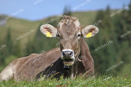 Kuh ruhend auf der Bergwiese, Cow resting on the mountain meadow