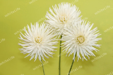 Flower:  Dahlias trio
