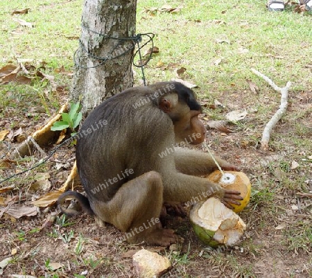trinkender Affe
