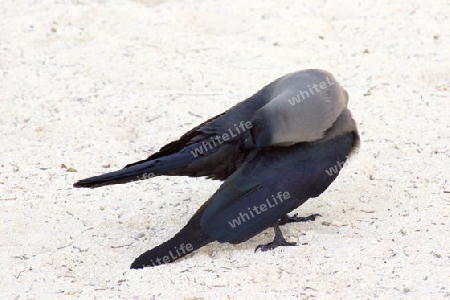 House Crow, Corvus Splendens