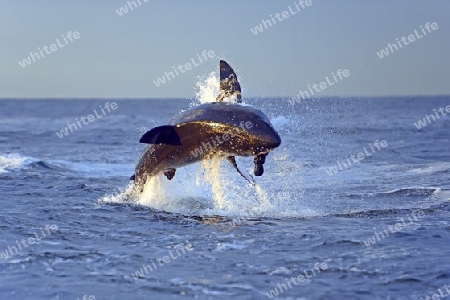 der Weisse Hai (Carcharodon carcharias), nach Beute jagend, Seal Island, False Bay, Simons Town bei Kapstadt, West Kap, Western Cape, S?dafrika, Afrika