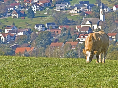 weidende Kuh vor Dorfpanorama