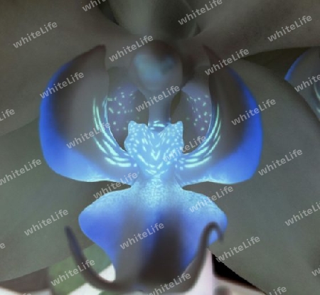 Orchideenblüte IX (Lichtwesen)