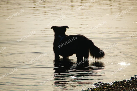 Black dog taking an evening dip in the Trave at sunset - Schwarzer Hund beim abendlichen Bad in der Trave bei Sonnenuntergang