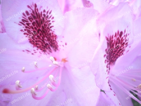 Rhododendronbl?ten,rosa-lila