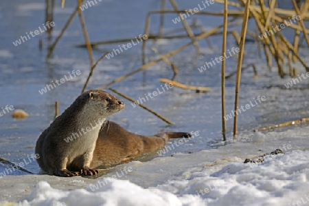 europ?ischer Fischotter ( Lutra lutra) an zugefrorenem Teich im Winter, Brandenburg, Deutschland, Europa