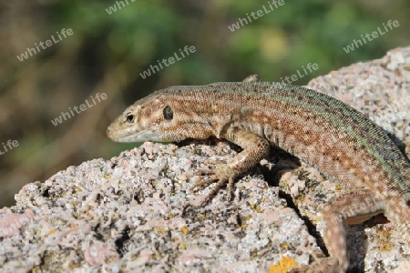 Gecko auf Ibiza