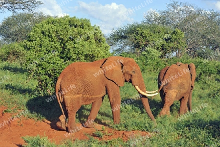 Elefant 