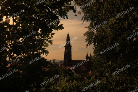  the muenster church in the old town of Freiburg im Breisgau in the Blackforest in the south of Germany in Europe.