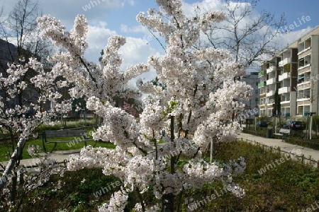 Zierkirschenblüte in der Gartenstadt