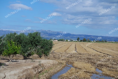 Reisfelder im Ebrodelta