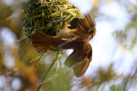 Spotted-backed Weaver, Ploceus cucullatus