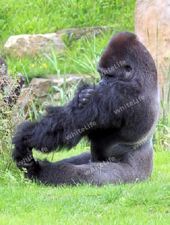 gorilla bei der fellpflege