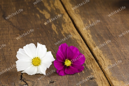 Weisse und Pink Cosmea auf Holztisch