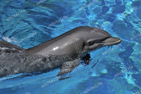 Delphin in einem Delphinarium, Las Vegas, Nevada, USA