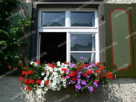 Blumenschmuck am Fenster 3