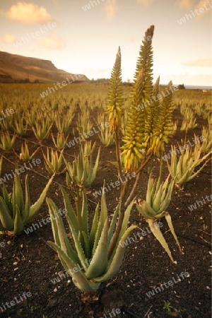 a Aloe Vera cactus Plantation the Island of Lanzarote on the Canary Islands of Spain in the Atlantic Ocean. on the Island of Lanzarote on the Canary Islands of Spain in the Atlantic Ocean.
