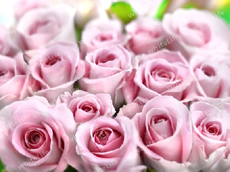 Pink tender roses