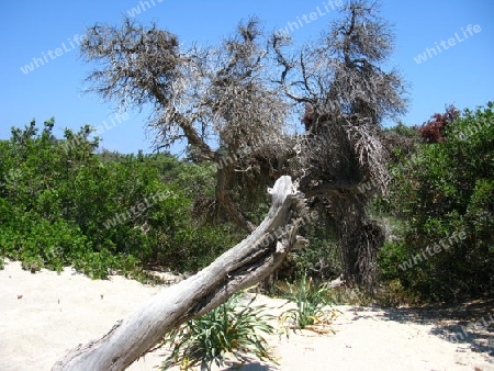 Sandvegetation auf Chrissi Island