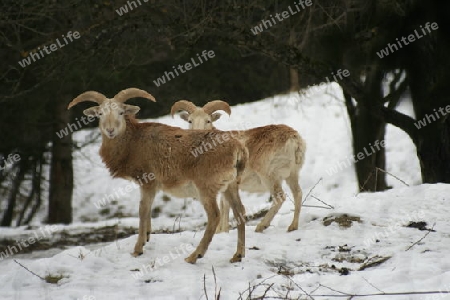 zwei Schafe, Mufflons auf einer schneebedeckten Weide