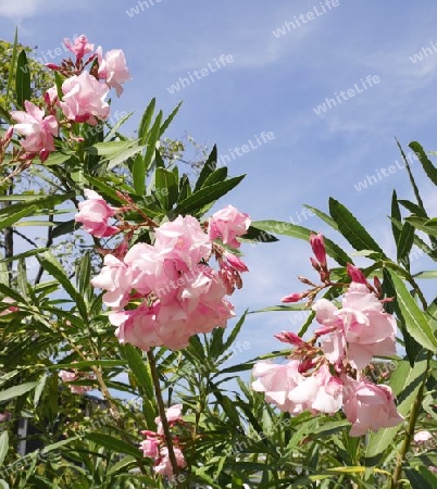 Rosa Oleander