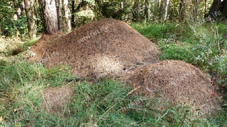 Ameisenhaufen im Wald