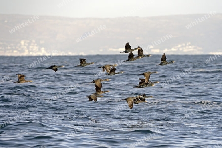 Kap Kormoran (Phalacrocorax capensis) Seal Island, False Bay, Simons Town bei Kapstadt, Western Cape, Westkap, S?dafrika, Afrika