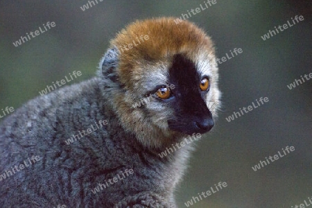 Rotstirnmaki, Lemur, Madagaskar