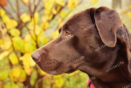 Schokoladenrauner Labrador Retriever Hundeportrait im Profil Show Linie