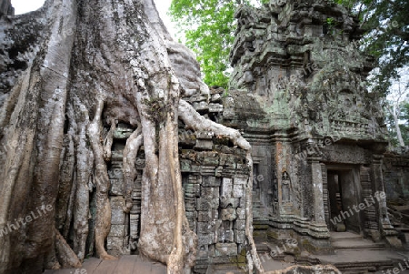 The Temple of  Ta Prohm in the Temple City of Angkor near the City of Siem Riep in the west of Cambodia.