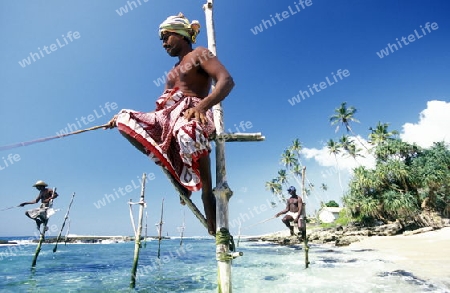 Fischer fischen auf traditionelle art bei Weligama im sueden der Insel Sri Lanka im Indischen Ozean.