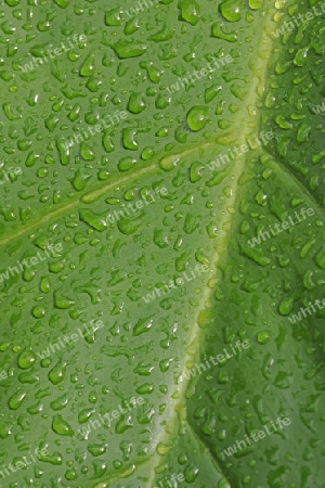 Blatt des gefl?gelten Baumfreund ( Philidendron pterotum) mit Tautropfen, Zentralamerika