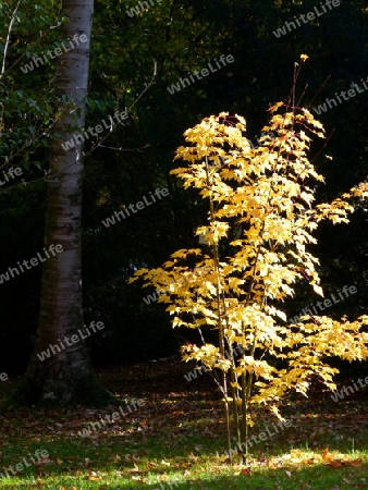 Kleiner Baum in gold-gelb leuchtenden Herbstfarben vor dunklem Wald