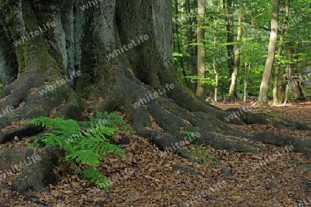 Waldfarn, Athyrium, waechst zwischen bemoostem Stamm einer alten Buche, Fagus, Urwald Sababurg, Hessen, Deutschland