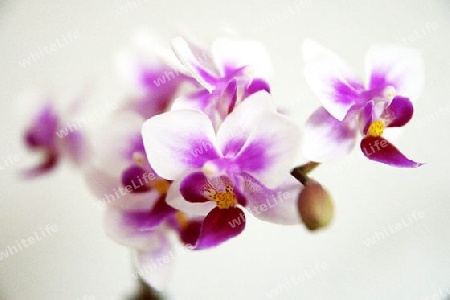 Orchidee                    