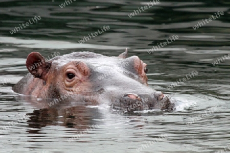 Hippo beim Baden