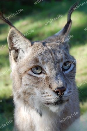 Luchs Lynx Lince  Lodjur Illves