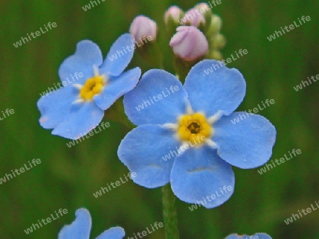 kleine blaue Blumen