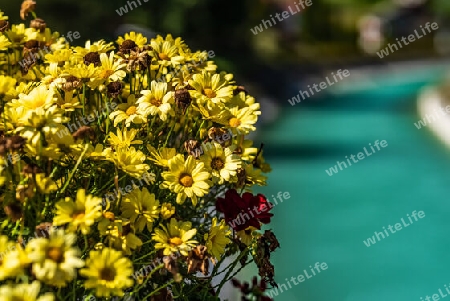 Blick auf die Isar mit gelben Blumen