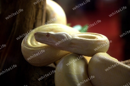 Boa constrictor albino