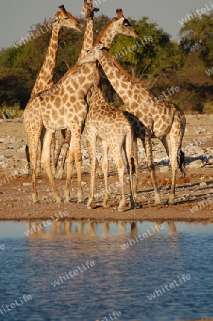 Giraffen-Gruppe