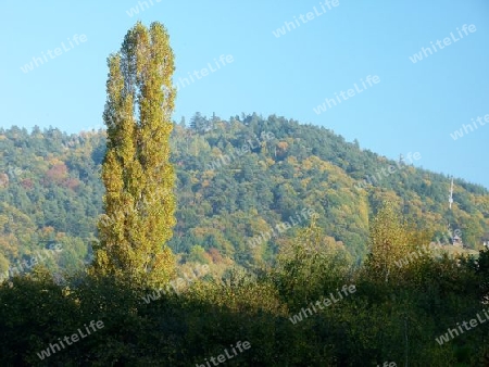 Hochgewachsener Baum im Herbst