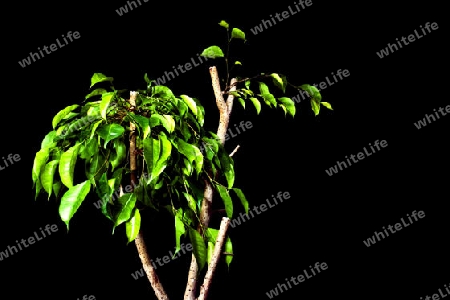 Ficus benjamina schwarz