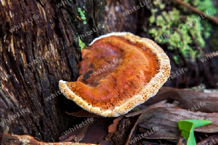 Mushroom in New South Wales Australia Schillerporling