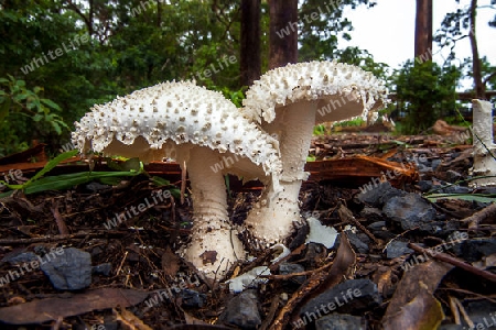 Mushrooms in New South Wales Australia Amanita Leoidella