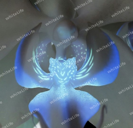 Orchideenblüte VI (Lichtwesen)