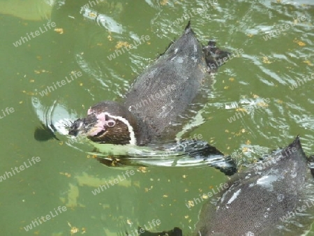 Pinguin schwimmt